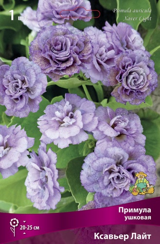 Примула Ксавьер Лайт (1 шт)