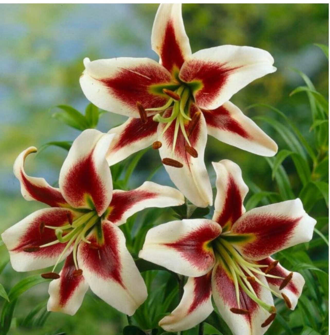 Лилия Беверли Дрим (5 шт)