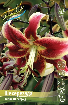 Лилия ШЕХЕРЕЗАДА 16/18 (3 шт)