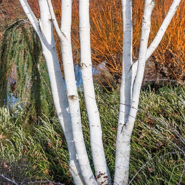 Берёза полезная Жакмана P14