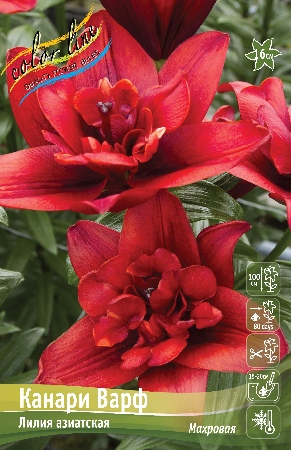 Лилия КАНАРИ ВАРФ 16/18 (3 шт)