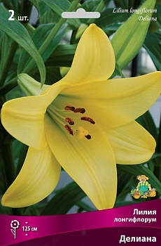 Лилия Делиана (3 шт)