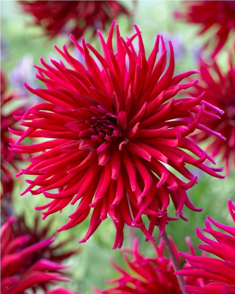 Георгин Апачи Блю