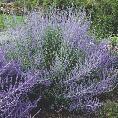 Перовския Блу Спайр (1 шт)