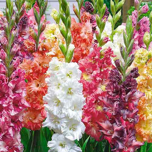 Минивитрина Гладиолус (100 шт)