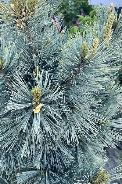 Сосна гибкая Цессарини Блю C4 25-30cm