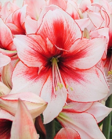 Амарилис Темптейшн (1 шт)