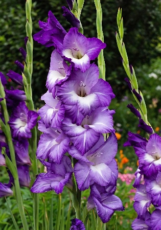 Гладиолус Блю Айл 12/14 (7 шт)