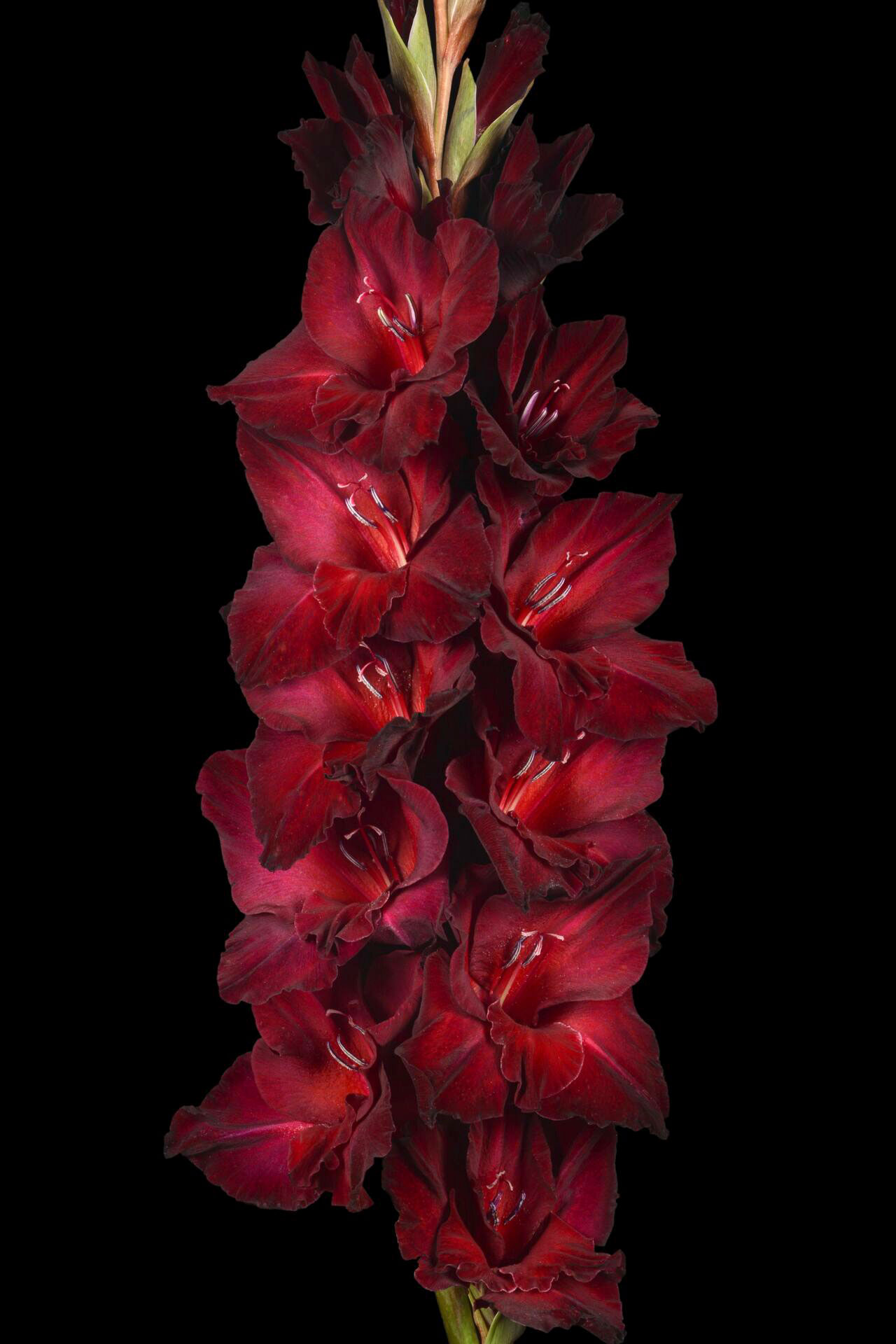 МАКСИ Гладиолус Гладиатор (15 шт)