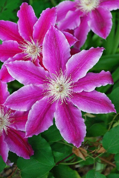 Клематис Док. Руппел C2