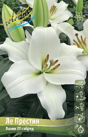 Лилия Ле Престин (5 шт)