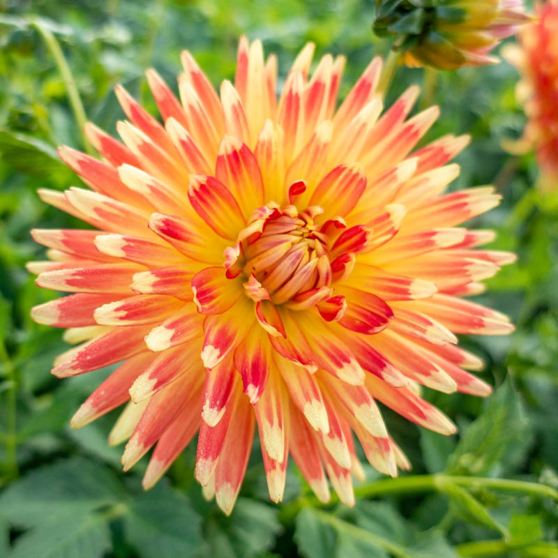 Минивитрина Георгин Гудошник (15 шт)