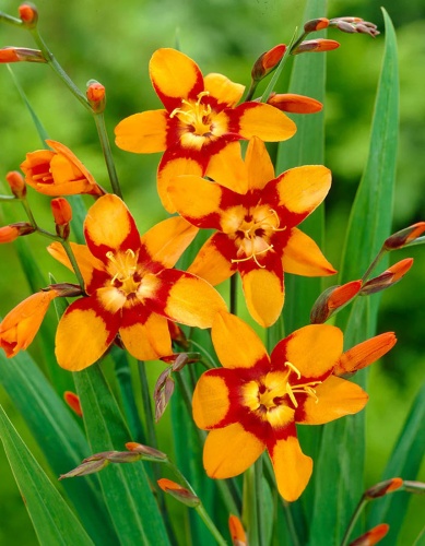 Крокосмия Эмили Макензи (10 шт)