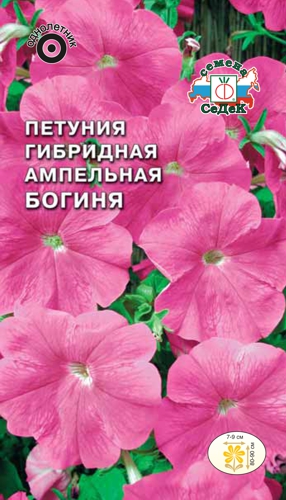 цПетуния Богиня