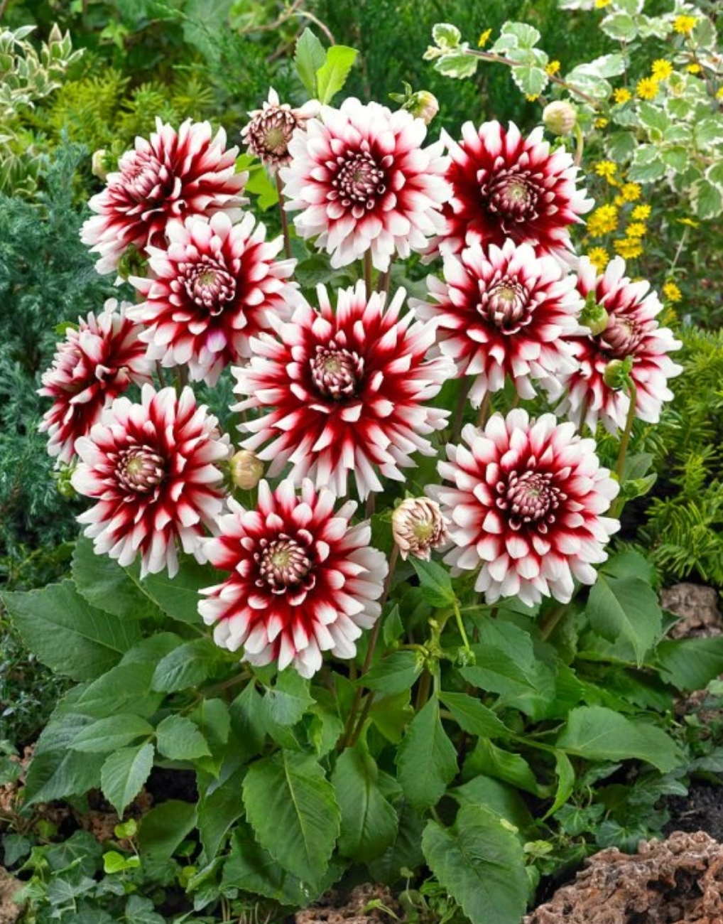 Минивитрина Георгин Сидлерштольц (15 шт)