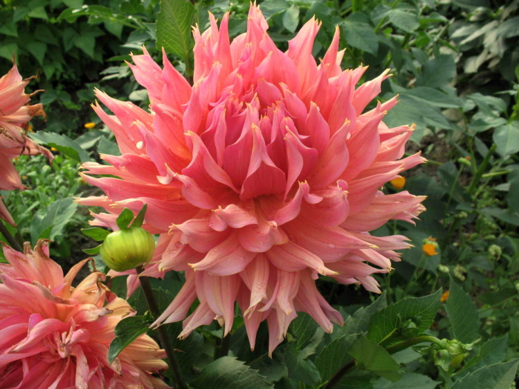 Георгин Омега (1 шт)