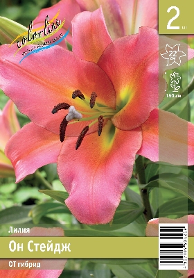 Лилия ЭКОНОМ-СЕРИЯ ОН СТЕЙДЖ (2 шт)