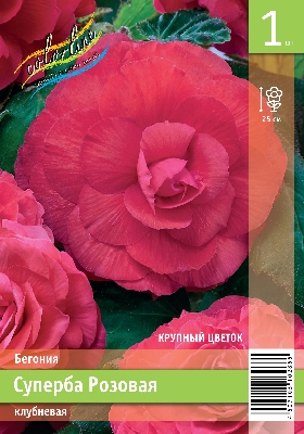 Бегония ЭКОНОМ-СЕРИЯ СУПЕРБА РОЗОВАЯ (1 шт)