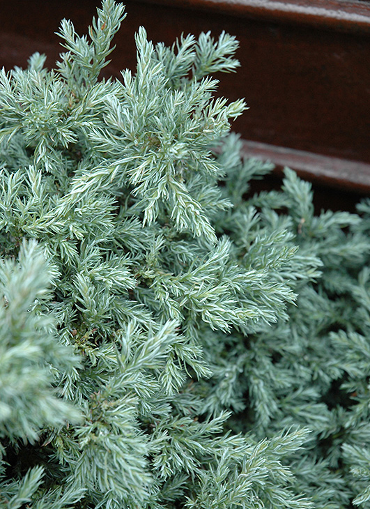 Кипарисовик горохоплодный Бейби Блю С3 25-30 см