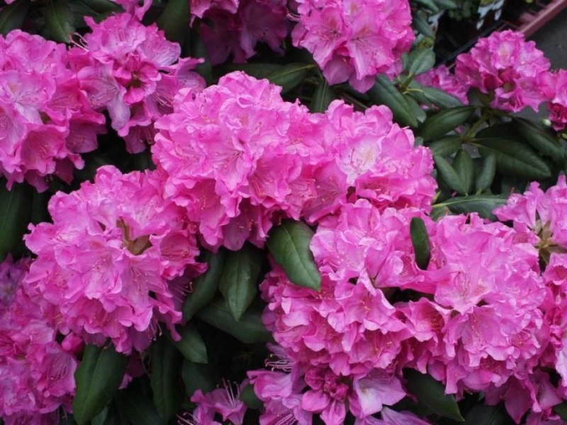 Рододендрон Гартендиректор Глокер