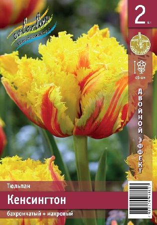 Тюльпан ЭКОНОМ-СЕРИЯ КЕНСИНГТОН (2 шт)