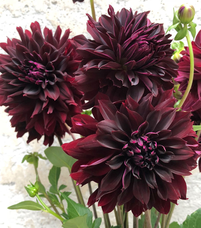 Георгин Рип Сити (1 шт)