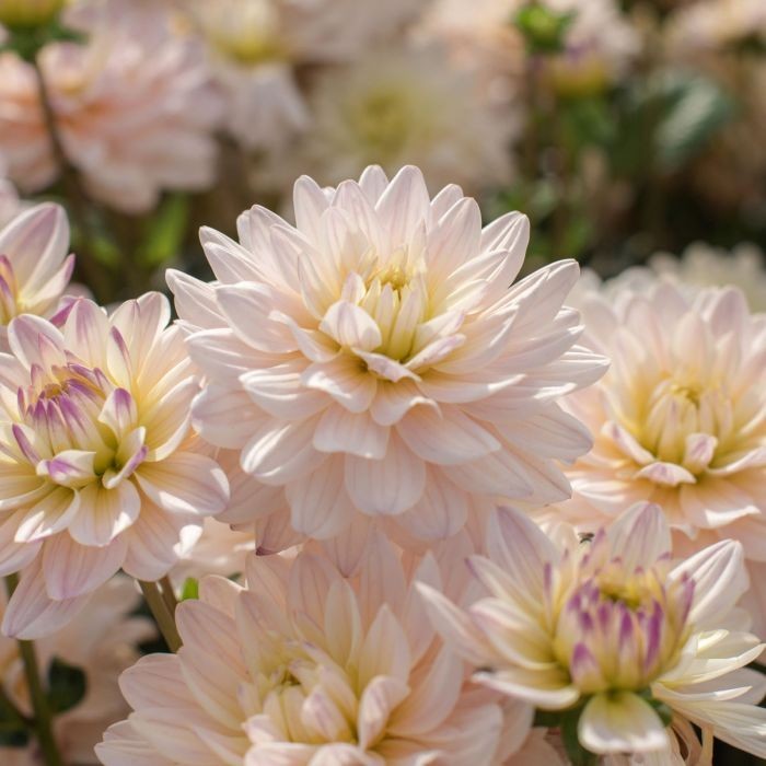 Минивитрина Георгин Дианас Мемори