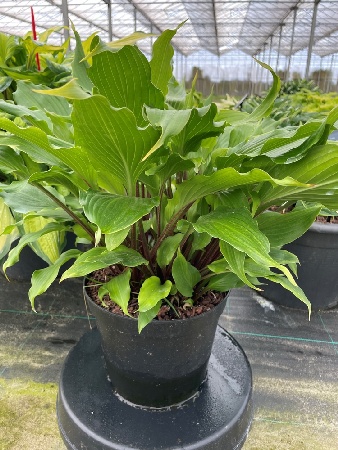 Хоста Хеэр Ноу Эвил (1 шт)