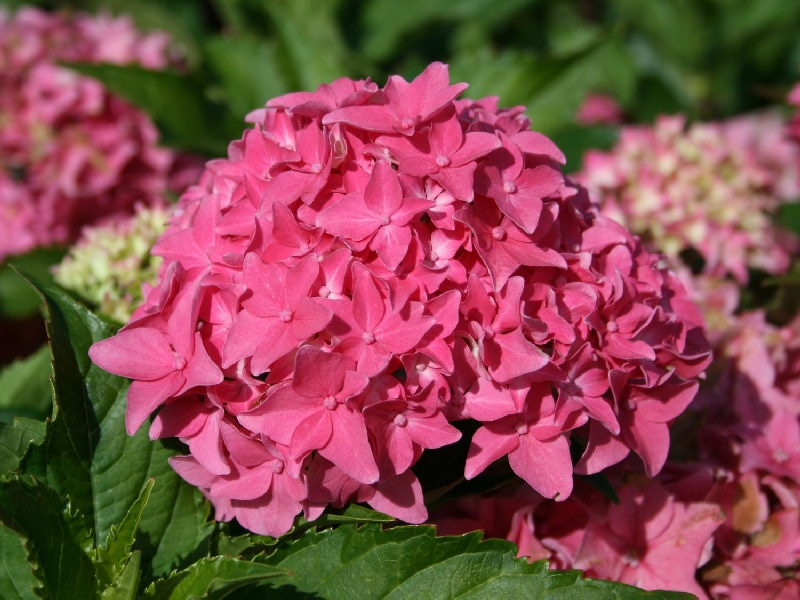 Гортензия  Товелит P12