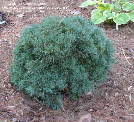 Сосна веймутовая Блю Шэг C5 штамб 60cm