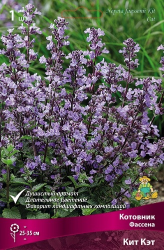 Котовник Кит Кэт (1 шт)