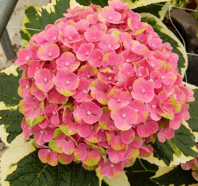 Гортензия  Мэджикал Шоутайм P12