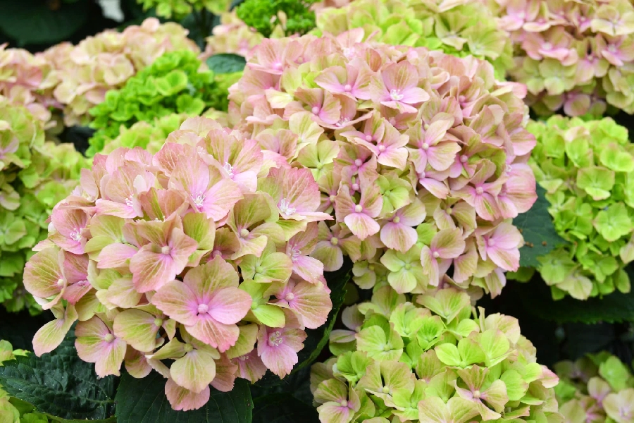 Гортензия  Рембрандт Белла Пеше P12