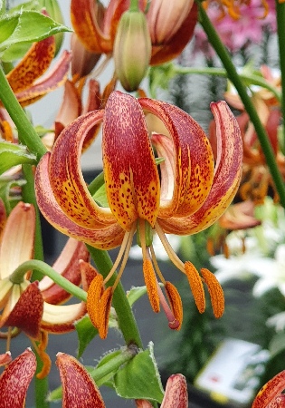 Лилия ЭКОНОМ-СЕРИЯ АРАБИАН НАЙТ (1 шт)