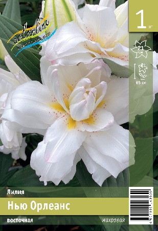 Лилия ЭКОНОМ-СЕРИЯ НЬЮ ОРЛЕАНС (1 шт)