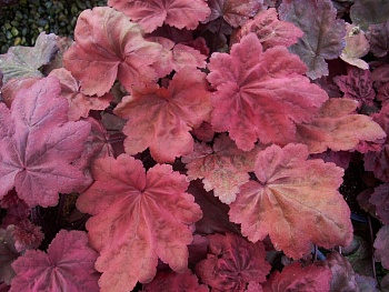 Гейхера Отэм Ливс (1 шт)