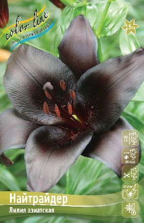 Лилия НАЙТРАЙДЕР 16/18 (3 шт)