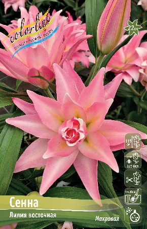 Лилия СЕННА 16/18 (3 шт)