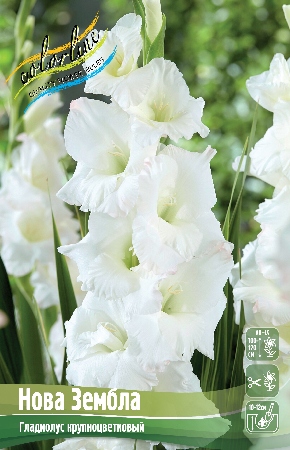 Гладиолус Нова Зембла (10 шт)