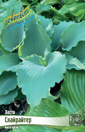 Хоста Скайрайтер (1 шт)