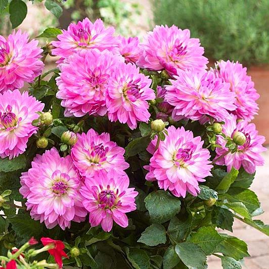 Минивитрина Георгин Битси (15 шт)