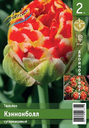 Тюльпан ЭКОНОМ-СЕРИЯ КЭННОНБОЛЛ (2 шт)