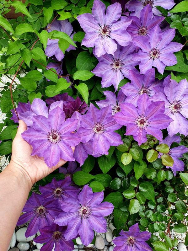 Клематис Балтик (2 шт)