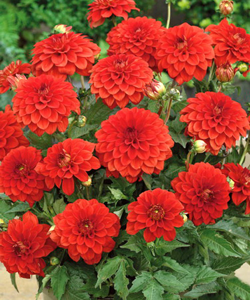 Минивитрина Георгин Гэллери Валентин (15 шт)