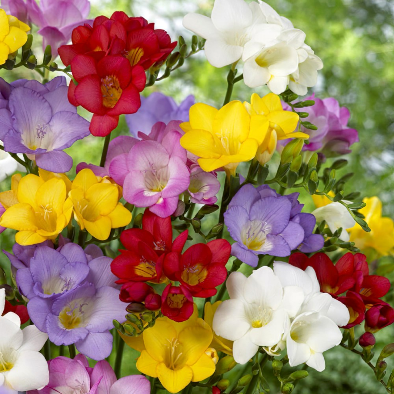 Минивитрина Фрезия Сингл Микс (200 шт)