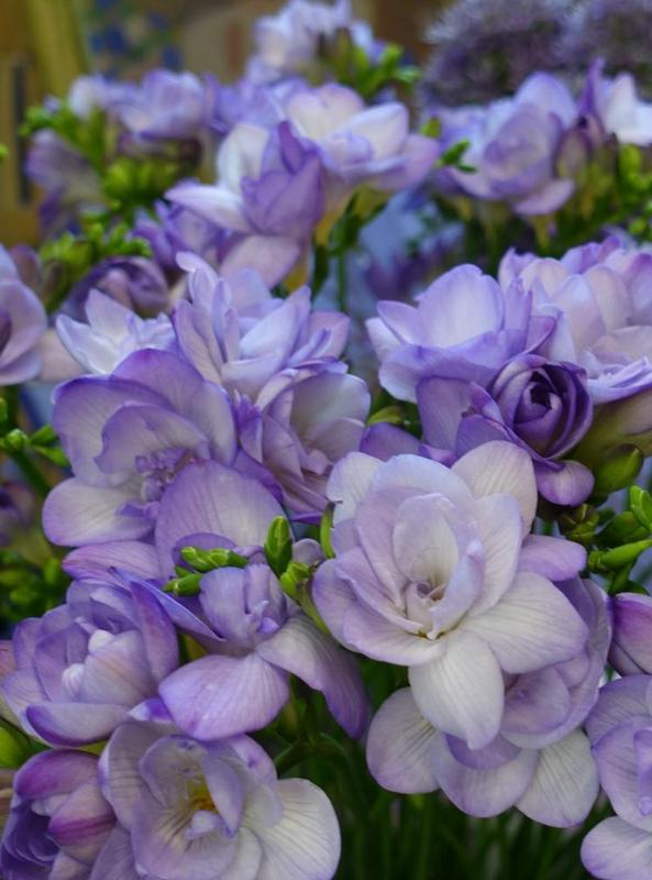 Минивитрина Фрезия Махровая Синяя (200 шт)