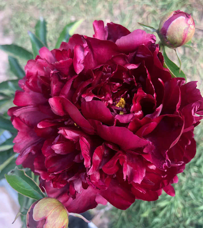 Пион Биг Бен (1 шт)