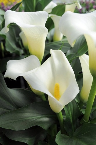 Калла Элегант Свон (1 шт)