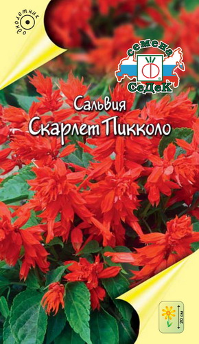 цСальвия Скарлет Пиколо*