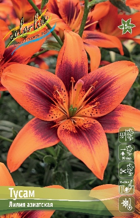 Лилия Тусам (5 шт)
